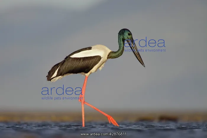 : Black-Necked Stork / Jabiru / Korrorook / Monti : Black-Necked Stork / Jabiru / Korrorook / Monti