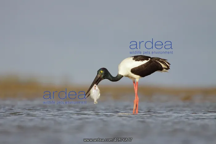 : Black-Necked Stork / Jabiru / Korrorook / Monti : Black-Necked Stork / Jabiru / Korrorook / Monti