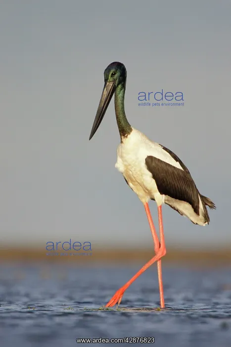 : Black-Necked Stork / Jabiru / Korrorook / Monti : Black-Necked Stork / Jabiru / Korrorook / Monti