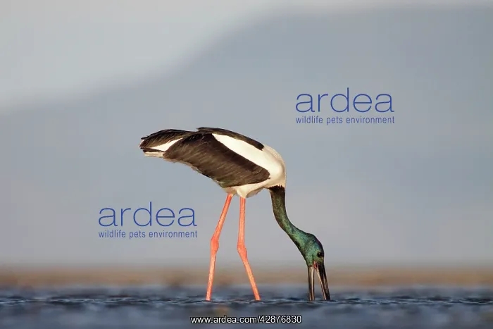 : Black-Necked Stork / Jabiru / Korrorook / Monti : Black-Necked Stork / Jabiru / Korrorook / Monti