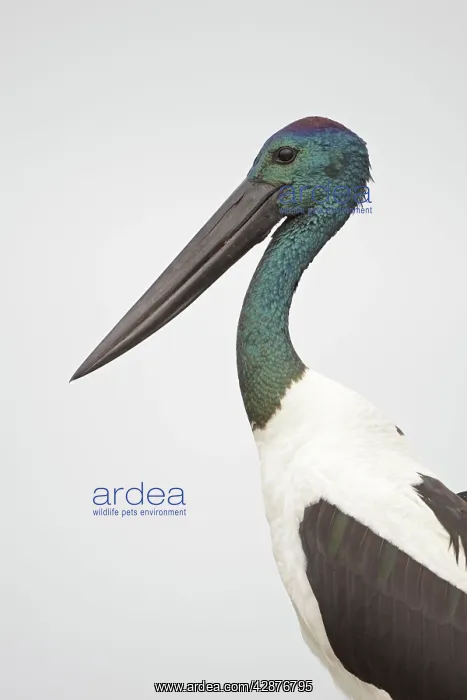 : Black-Necked Stork / Jabiru / Korrorook / Monti - male : Black-Necked Stork / Jabiru / Korrorook / Monti - male