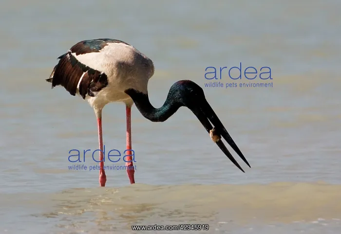 : Black-necked Stork / Jabiru - with prey : Black-necked Stork / Jabiru - with prey