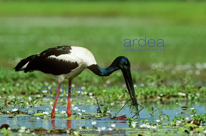 : Black-necked Stork / Jaribu - male : Black-necked Stork / Jaribu - male