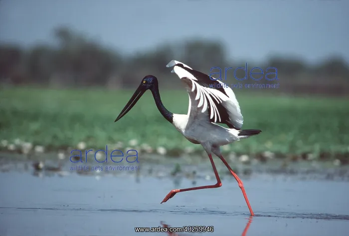 : Black-necked STORK - Running after a fish : Black-necked STORK - Running after a fish
