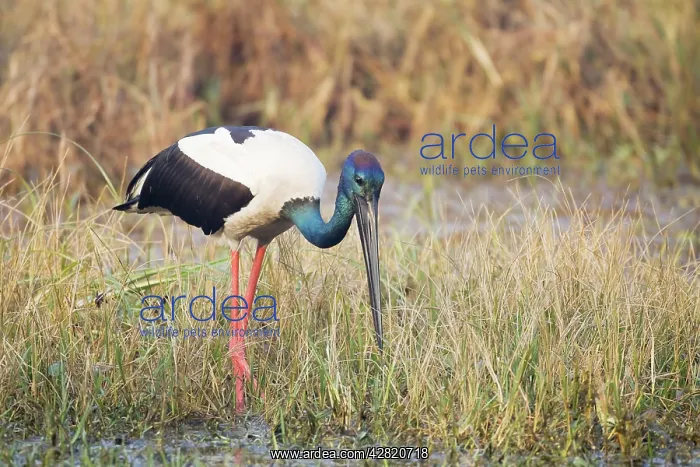 : Black-Necked Stork - searching for food : Black-Necked Stork - searching for food