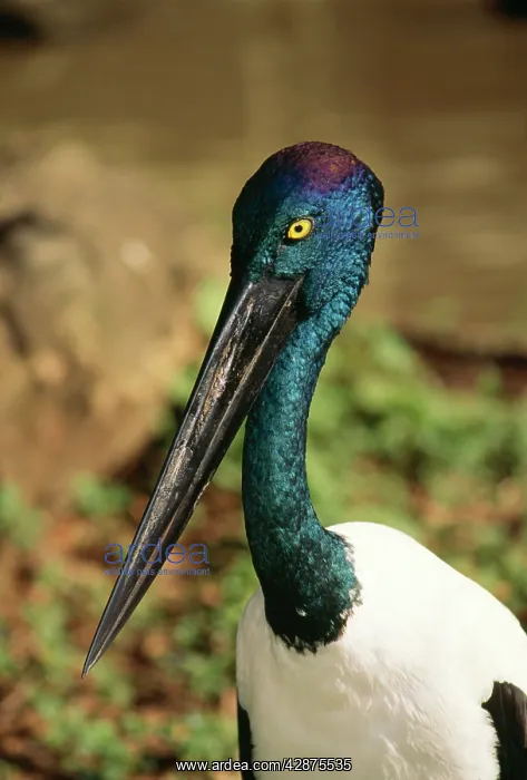 : Black-necked Stork - Showing head & neck colours : Black-necked Stork - Showing head & neck colours