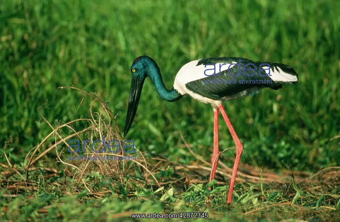 : Black-Necked STORK - side view : Black-Necked STORK - side view