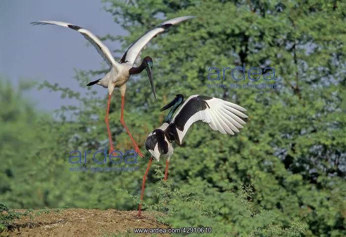 : Black-necked STORKS - Performing courtship dance : Black-necked STORKS - Performing courtship dance