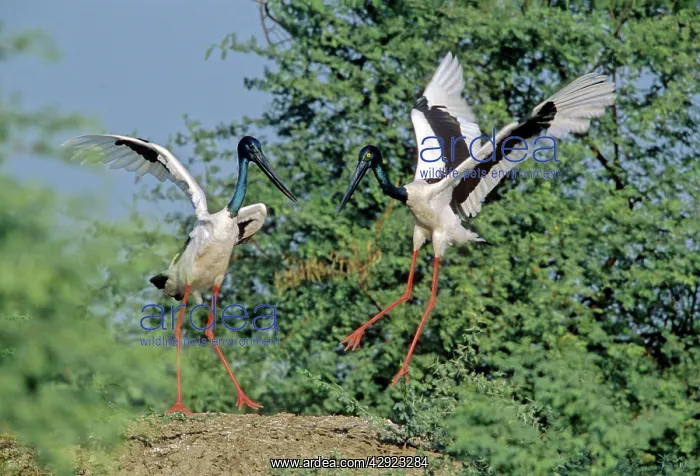 : Black-necked Storks - Performing courtship dance : Black-necked Storks - Performing courtship dance