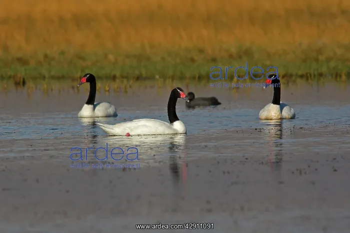 : Black-necked Swan : Black-necked Swan