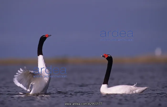 : Black-necked Swan : Black-necked Swan