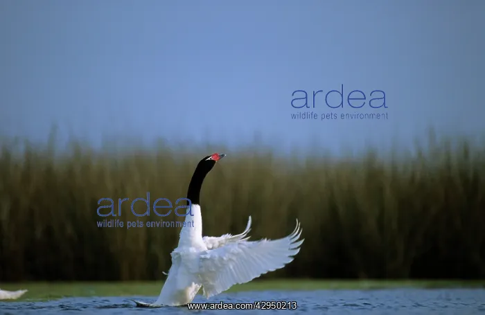 : Black-necked Swan : Black-necked Swan