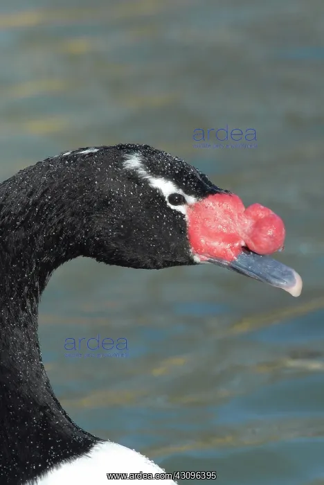 : Black-necked Swan : Black-necked Swan