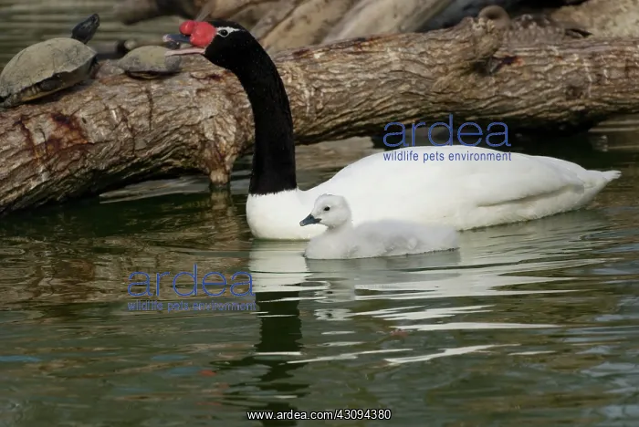 : Black-Necked Swan and Cygnet : Black-Necked Swan and Cygnet