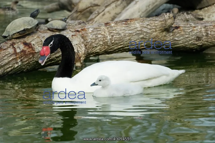 : Black-necked Swan and cygnet : Black-necked Swan and cygnet