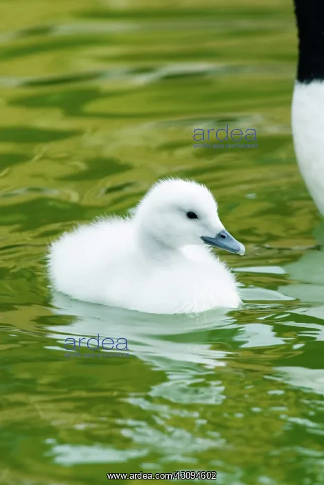 : Black-necked Swan cygnet : Black-necked Swan cygnet