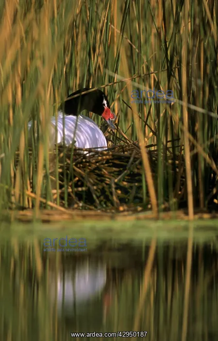 : Black-necked Swan female on the nest - Breeding : Black-necked Swan female on the nest - Breeding