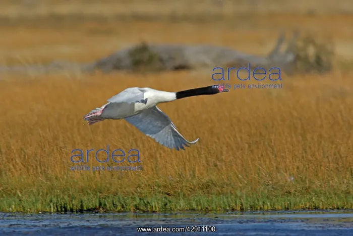 : Black-necked Swan - in flight : Black-necked Swan - in flight