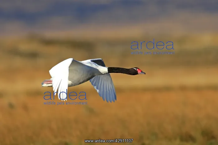 : Black-necked Swan - in flight : Black-necked Swan - in flight