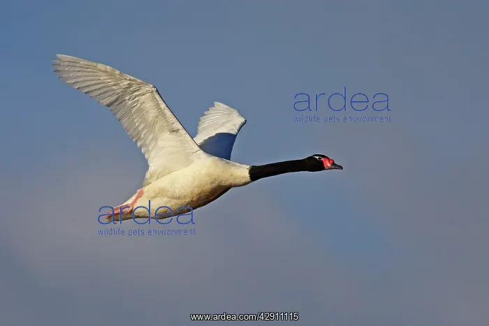 : Black-necked Swan - in flight : Black-necked Swan - in flight