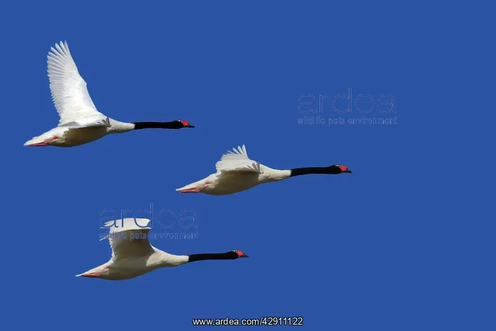 : Black-necked Swan - three in flight : Black-necked Swan - three in flight
