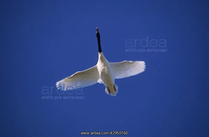 : Black-necked Swan - In flight : Black-necked Swan - In flight