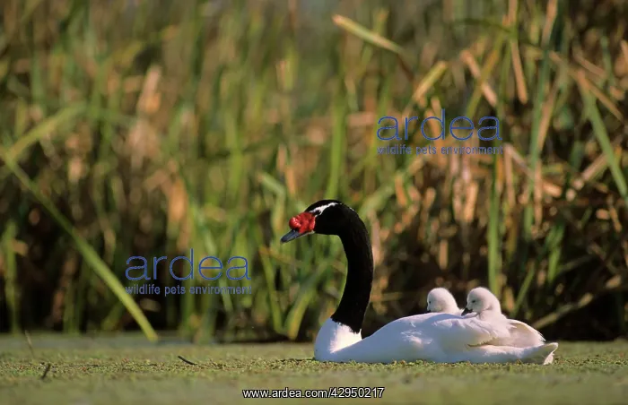 : Black-necked Swan male with 3-9 days's chicks : Black-necked Swan male with 3-9 days's chicks