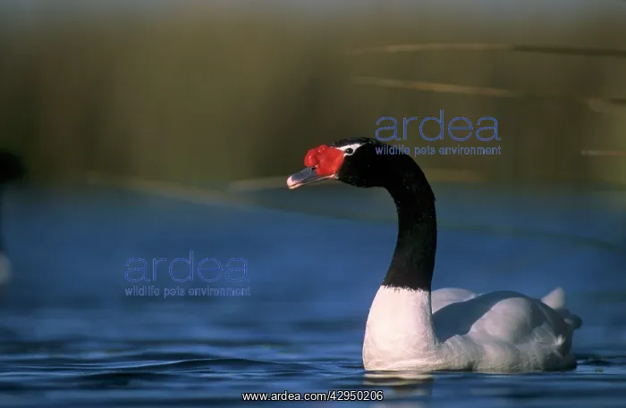 : Black-necked Swan male : Black-necked Swan male