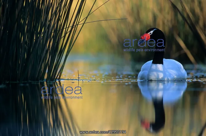 : Black-necked Swan male - Breeding site ( pond with : Black-necked Swan male - Breeding site ( pond with