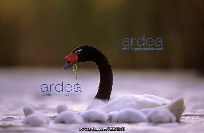 : Black-necked Swan male with chicks - Breeding site : Black-necked Swan male with chicks - Breeding site
