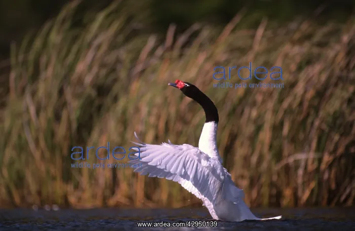 : Black-necked Swan male displaying : Black-necked Swan male displaying