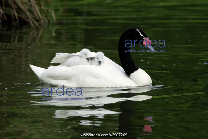 : Black-necked Swan - parent bird transporting 2 : Black-necked Swan - parent bird transporting 2