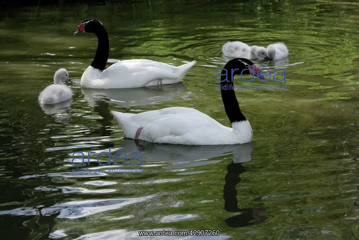 : Black-necked Swan - parents with cygnets on lake : Black-necked Swan - parents with cygnets on lake