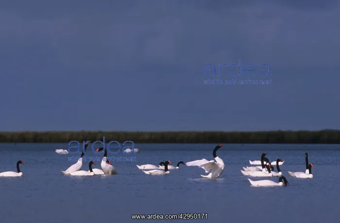: Black-necked Swan - Postbreeding gathering (summer-autumn) : Black-necked Swan - Postbreeding gathering (summer-autumn)
