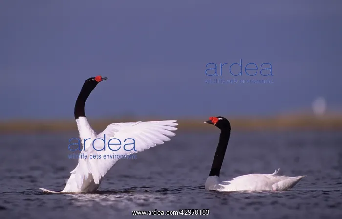 : Black-necked Swan - prebreeding display : Black-necked Swan - prebreeding display