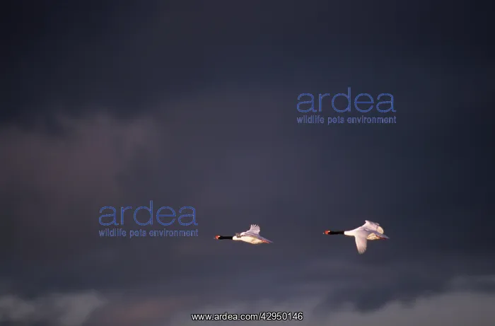 : Black-necked Swans - In flight : Black-necked Swans - In flight