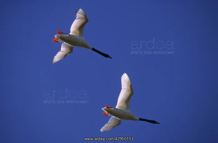 : Black-necked Swans - In flight : Black-necked Swans - In flight