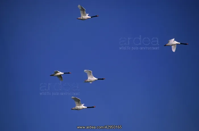 : Black-necked Swans - In flight : Black-necked Swans - In flight