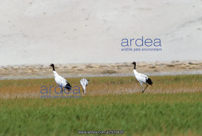 : Black-necked / Tibetan Crane - pair in field with chick : Black-necked / Tibetan Crane - pair in field with chick