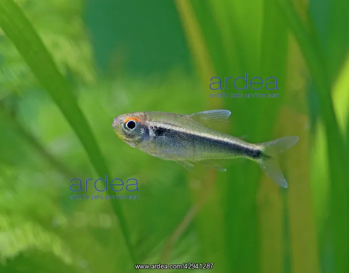 : Black neon tetra - side view, tropical freshwater : Black neon tetra - side view, tropical freshwater