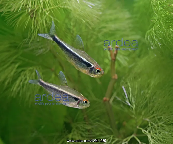  : Black neon tetras - side view, tropical freshwater