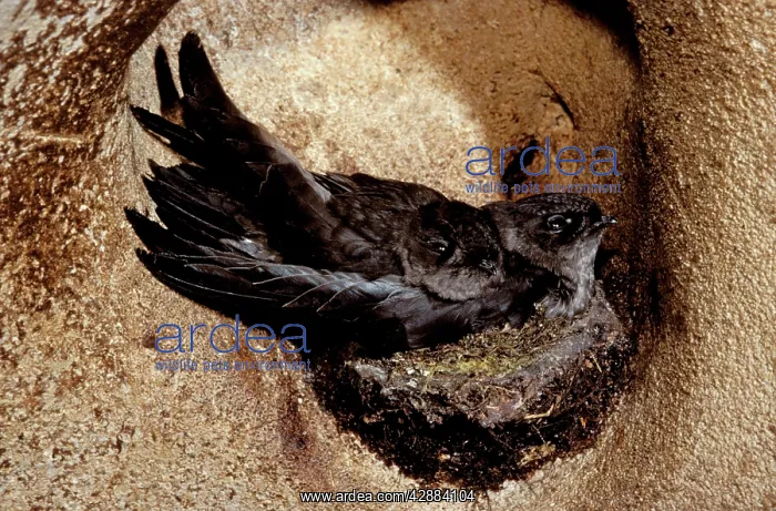 : Black-nest Swiftlet - in cave : Black-nest Swiftlet - in cave