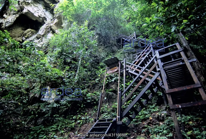  : Black-Nest Swiftlet Cave, Malaysia