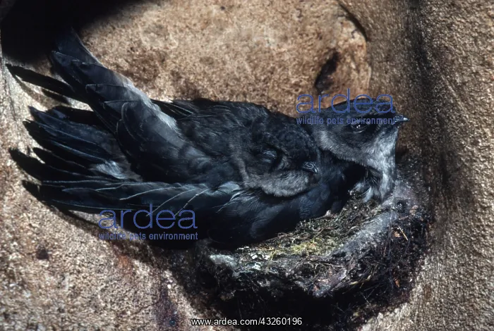  : BLACK-NEST SWIFTLET - on nest