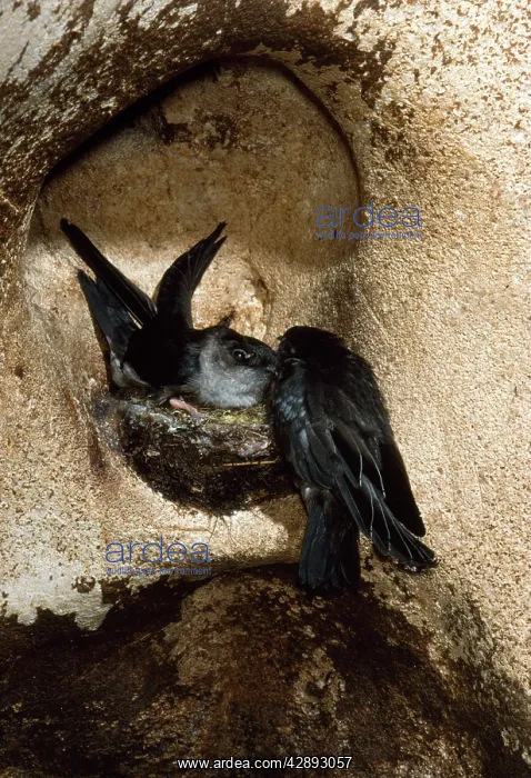 : Black-nest SWIFTLET - two, by nest : Black-nest SWIFTLET - two, by nest
