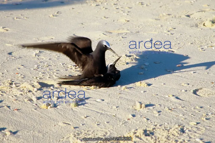 : Black noddies mating : Black noddies mating