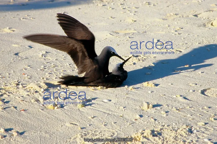 : Black noddies mating : Black noddies mating