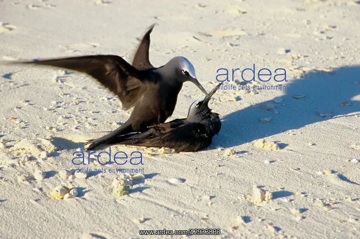 : Black noddies mating : Black noddies mating