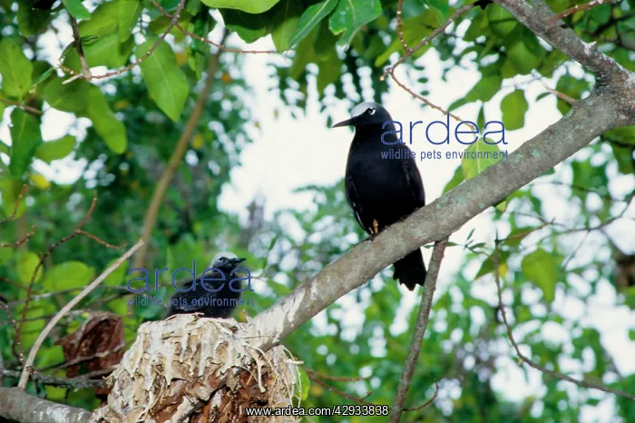 : Black noddy and chick : Black noddy and chick