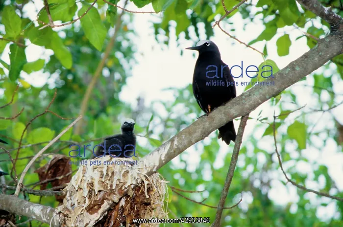 : Black noddy and chick : Black noddy and chick